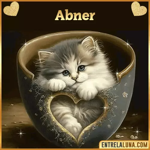 Imagen de tierno gato con nombre Abner