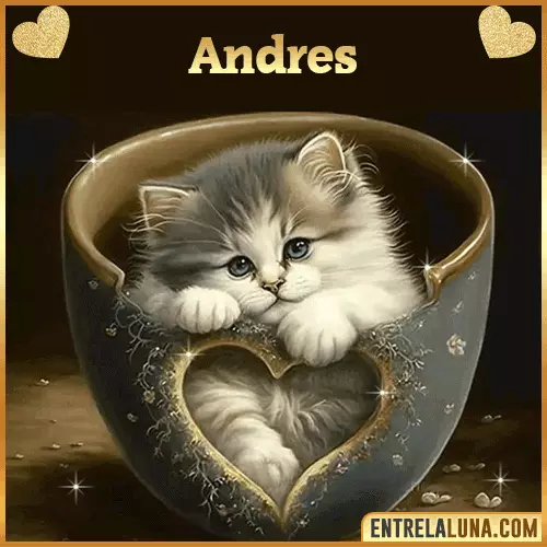 Imagen de tierno gato con nombre Andres