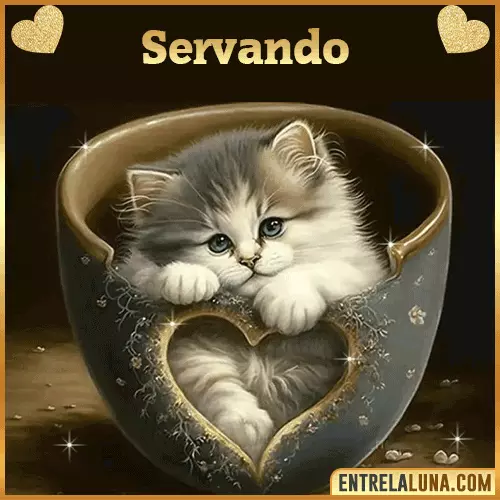 Imagen de tierno gato con nombre Servando