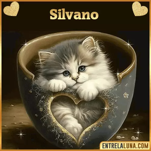 Imagen de tierno gato con nombre Silvano