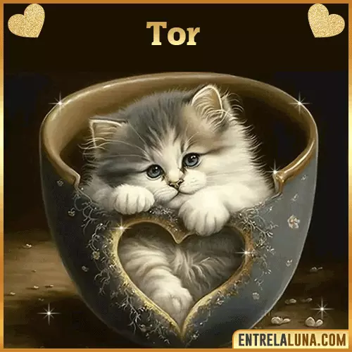 Imagen de tierno gato con nombre Tor