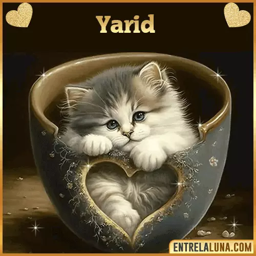 Imagen de tierno gato con nombre Yarid